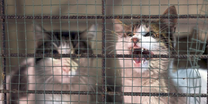 Sokak hayvanları için umudun adresi özel bakım evi oldu