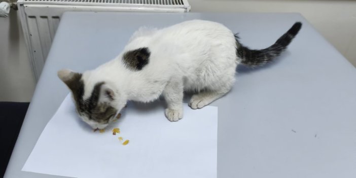 Konya'da kediye şiddet uygulayan kişi yakalandı