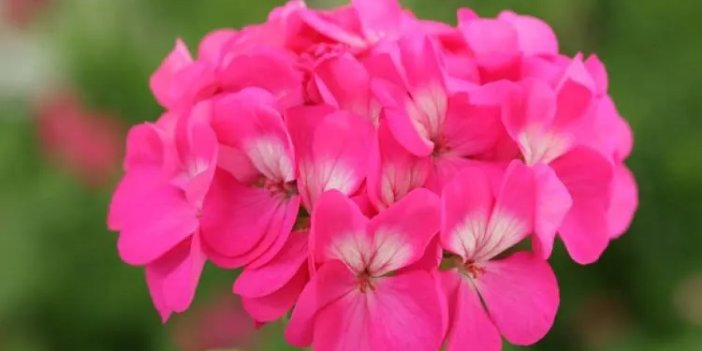 Sardunyaları Kışa Hazırlamanın Püf Noktaları