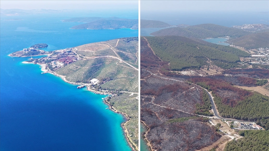 Yanan ormanlar rehabilitasyon çalışmalarıyla küllerinden doğuyor