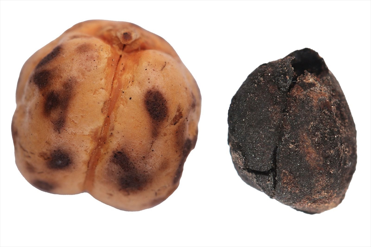 Konya'da 8 bin 600 yıllık ekmek gün yüzüne çıkarıldı