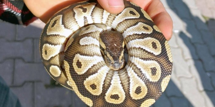 Konya'da bir garip olay! Asayiş uygulamasında cebinden yavru piton yılanı çıktı