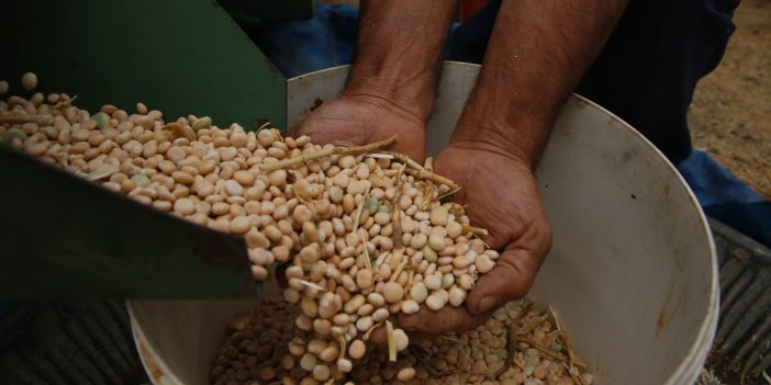 Termiye (Lüpen, Tirmis, Acı Bakla) Nasıl Yetişir?