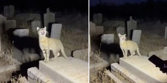 "Allahu ekber diyen kedi" videosunu gerçek sanıp paylaştılar Yapay zekanın geldiği son nokta