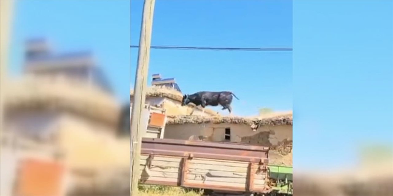 Konya'da kaçan kurbanlık zor anlar yaşattı