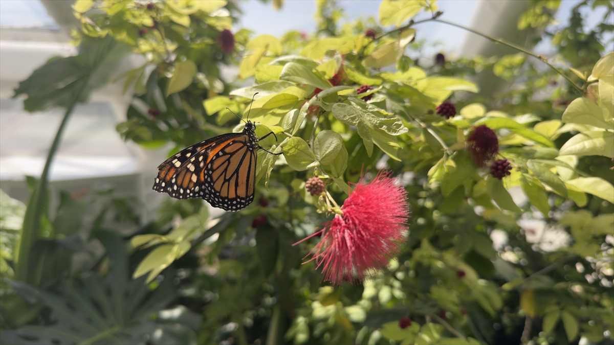 Kral kelebeği bulunduğu Kelebek Bahçesi'ne değer katıyor