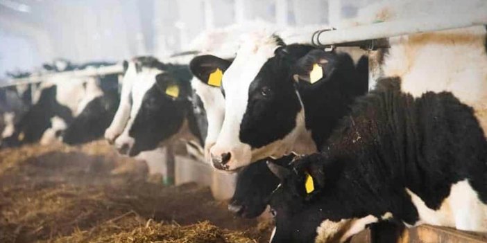 Fiyatlar yükseliyor! Garip bir süreç...