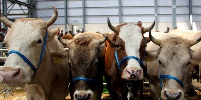 Satılamayan kurbanlıklar ne olacak? Açıklama geldi