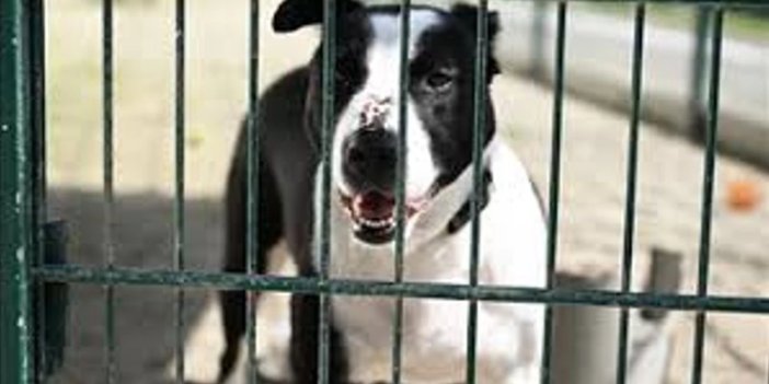 Konya Veteriner Kontrol Enstitüsü test etti negatif çıkınca karantina kaldırıldı