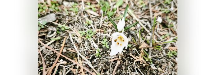 Meram Gödene Yaylasında Beyaz Çiğdem çiçek açtı