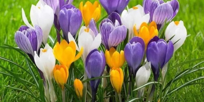 Konya'da baharın müjdecisi Çiğdem Çiçeği boy verdi.! Böyle görüntülendi