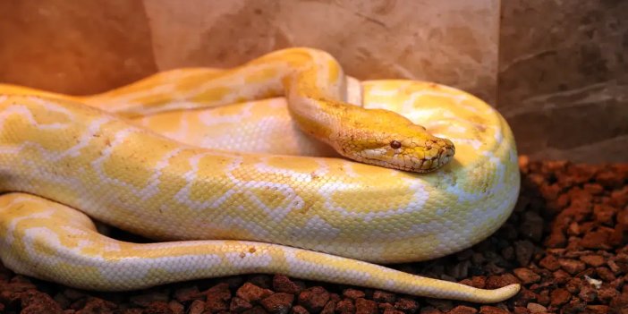 Konya'da albino Burma pitonuna doğal yaşam şartlarında bakılıyor
