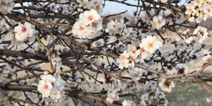 Konya’da badem ağaçları çiçek açtı