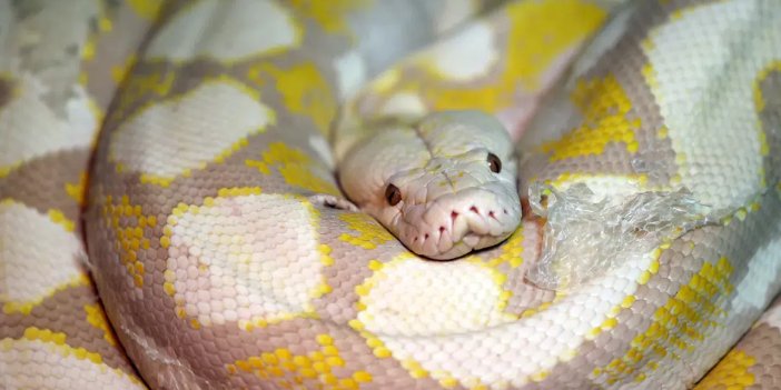 Konya'daki merkezde albino pitonlara özel şartlarda bakılıyor