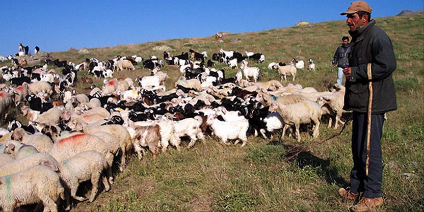 İsmail Detseli'den: Vallahi Veli yedirdi