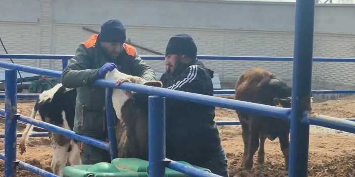 Konya'da şap alarmı: Ekipler sahaya indi