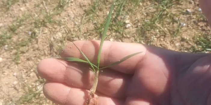 Konya'da hububat tarlaları mercek altında