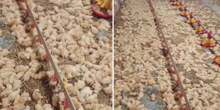 Yeni işe soyunan genç, sabah uyanınca hayatının şokunu yaşadı