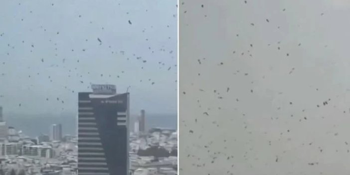 Tel Aviv'de karga istilası! İzleyen herkes aynı yorumu yapıyor