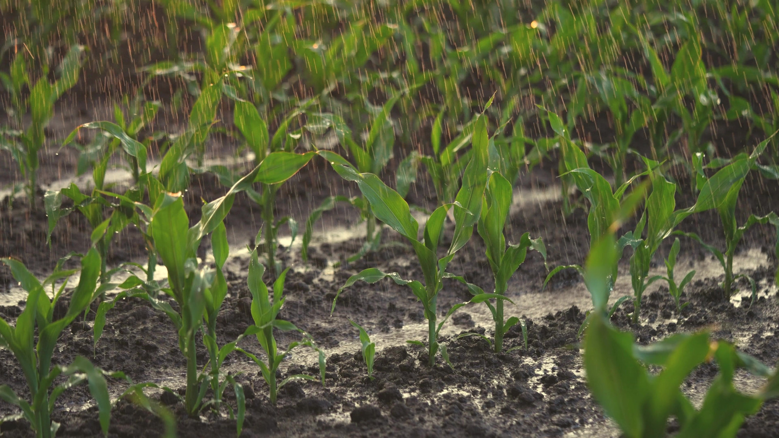 Başkan Erkoyuncu, Konya Ovası’nın aldığı yağışı değerlendirdi