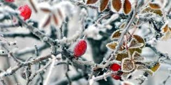 Konya'ya 3 günlük zirai don uyarısı