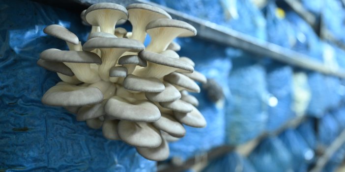 Konya'da gençlerin üretime katkısı sevindirdi