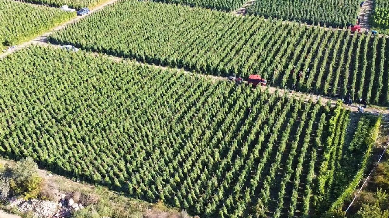 Tarımsal destekleme ödemesi bugün yapılacak
