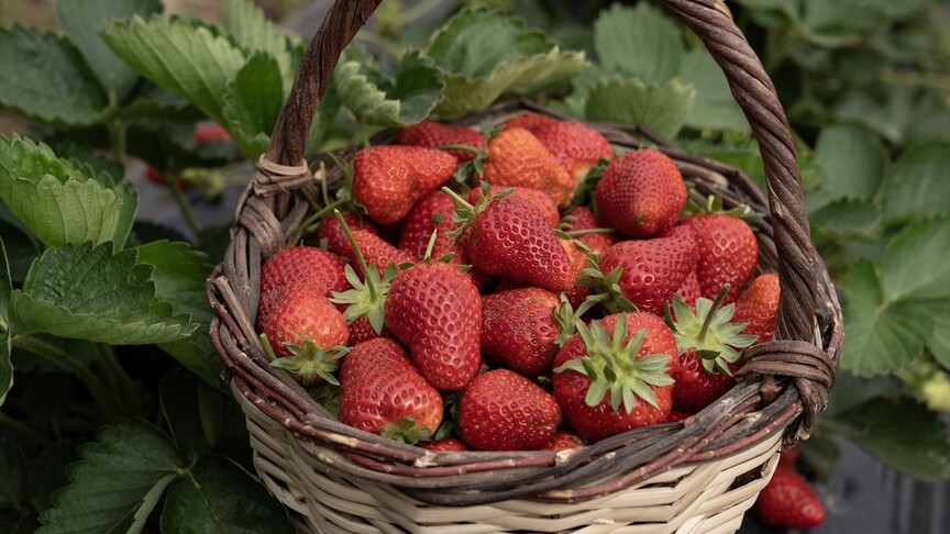 Aşırı yağışlar nedeniyle hasadı geciken Emiralem çileğinde verim arttı