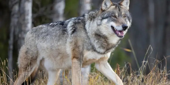 Konya'da ağıla giren kurt 2 koyunu telef etti