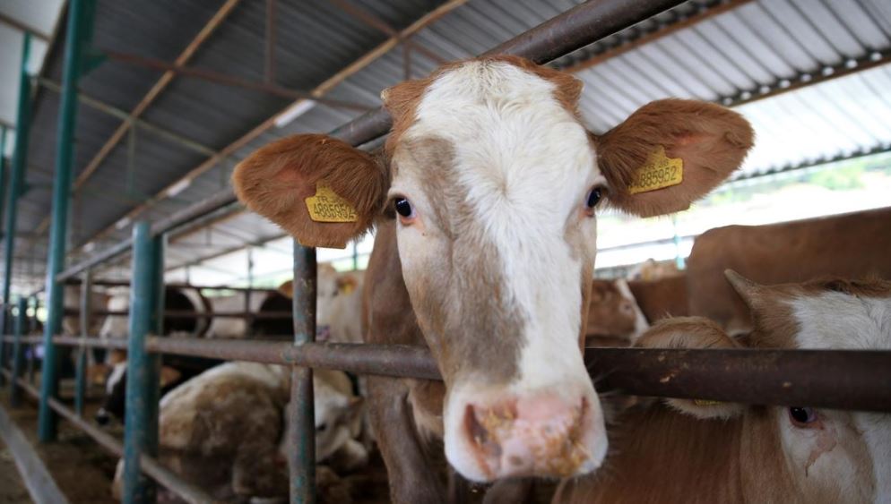'Kurban Tebliği' Resmi Gazete'de yayımlandı