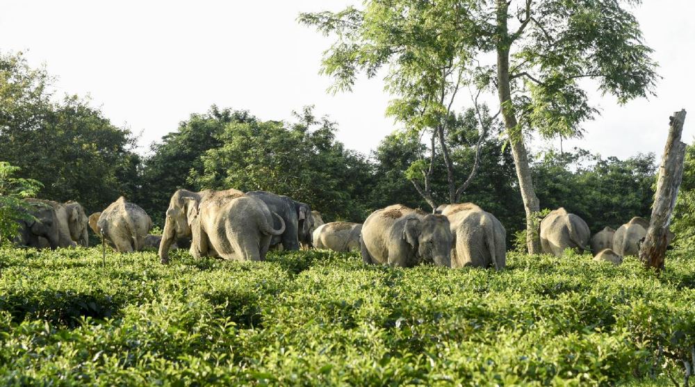 Afrika'da fillerin saldırısına uğrayan milyoner avcı hayatını kaybetti