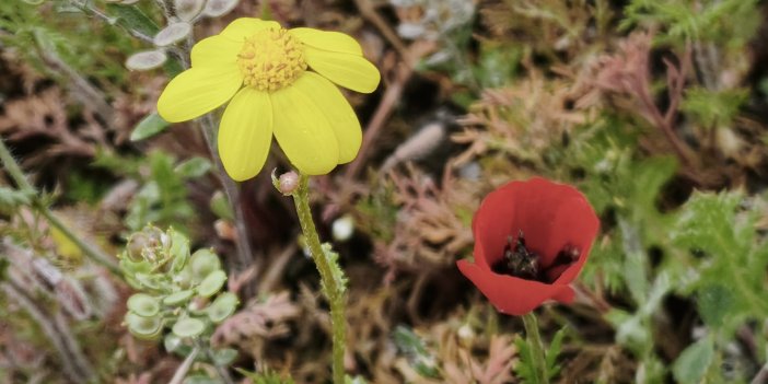 Konya'nın Gödene Yaylası'nda bahar coşkusu yaşanıyor