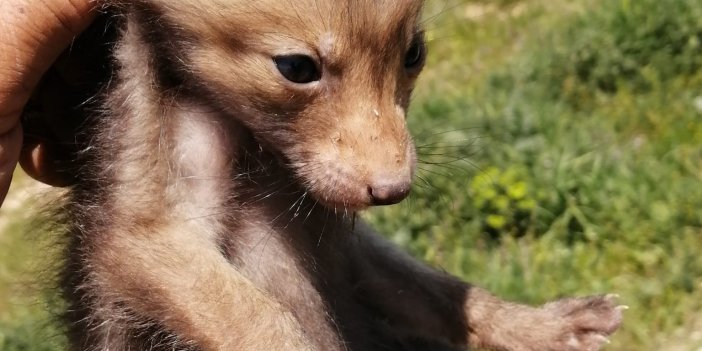 Konya'da sanayi bölgesindeki tilki yavruları şaşırttı!