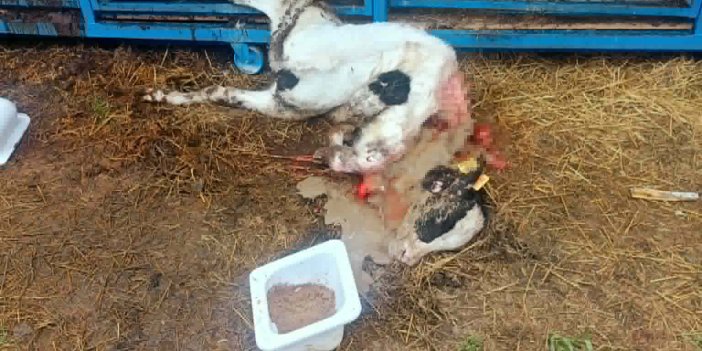 Konya'da başıboş köpekler dehşet saçtı! Sahibi şaşkın