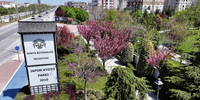 Sakuralar İçin Japonya’ya Gitmenize Gerek Yok; Konya’da Sakura Mevsimi Başladı
