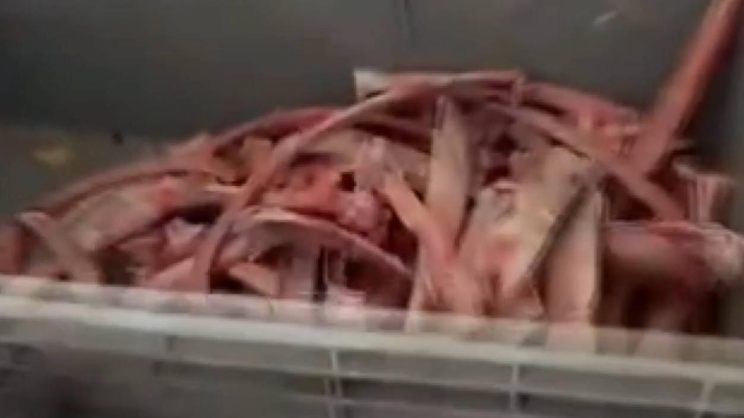 Ankara'da sağlığı tehdit eden 40 ton et ele geçirildi