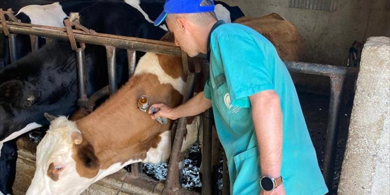 Konya'da büyükbaş hayvanlar hastalıklara karşı aşılanıyor