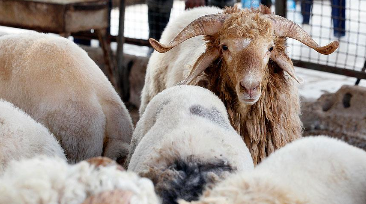 Kurban seçerken bunlara dikkat edin