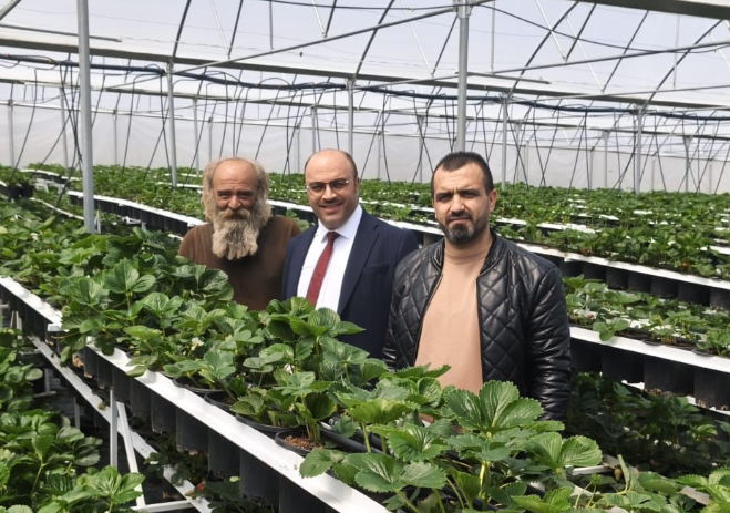 Konya Akören’de modern tarım hamlesi: Topraksız çilek üretimi başladı