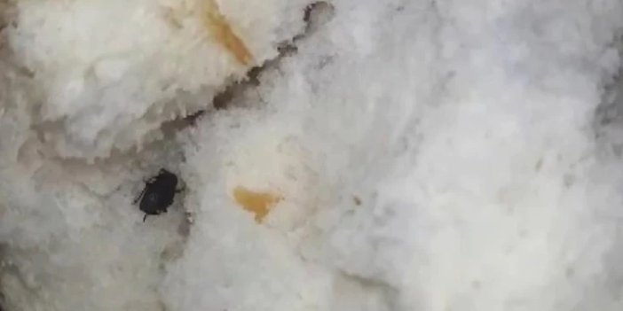 Yok artık! Konya’da ekmeğin içinden hamam böceği çıktı