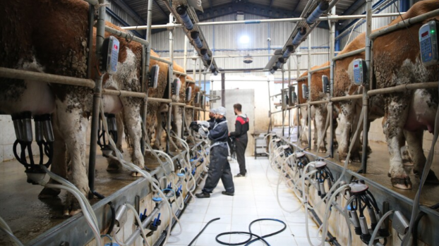 Süt üreticilerine 6 yılda 24,6 milyar lira destek verildi