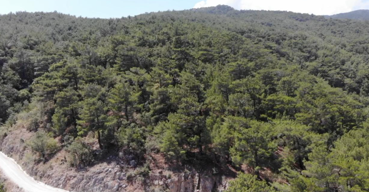 Balıkesir'de ormanlık alanlara girişler yasaklandı