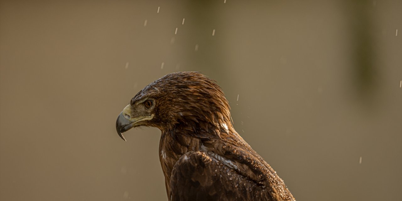 Sıcaktan bunalan hayvanlara fıskiye ve gölgeli destek