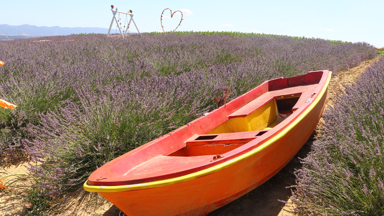Tekirdağ'da "mor" renkli şenlik düzenlenecek