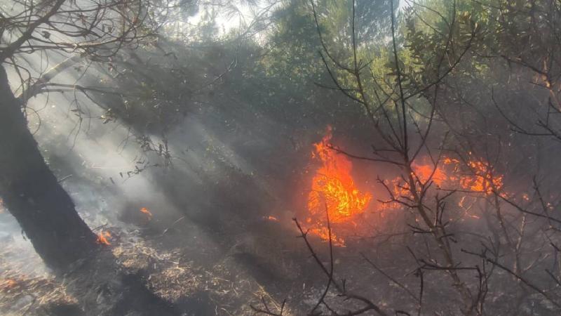 Samsun'da orman yangını