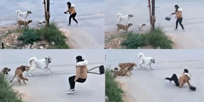 Bakan Çiftçi, yılbaşına kadar süre istedi: Sokak köpeklerinin hepsini barınaklara toplatacağım