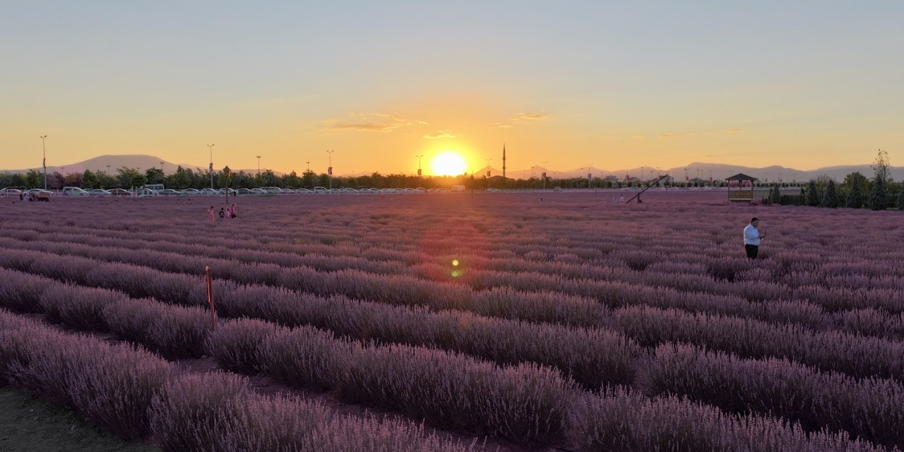 Karatay Lavanta Bahçesi görsel şölen sunuyor