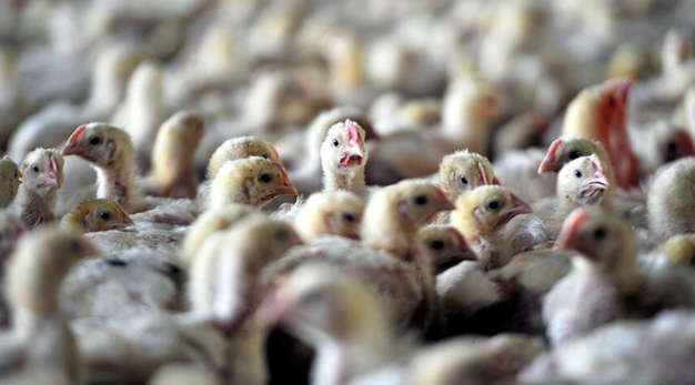 Avustralya'da kuş gribi olduğundan şüphelenilen ilk vaka kaydedildi