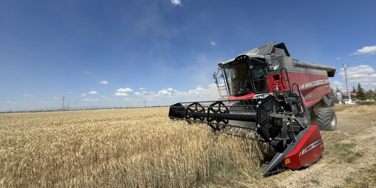 Konya'da ekmeklik buğday çeşidi 'İkonya'nın veriminden çiftçiler memnun