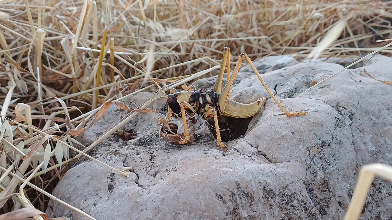 Batman'da etçil çekirgeye rastlandı